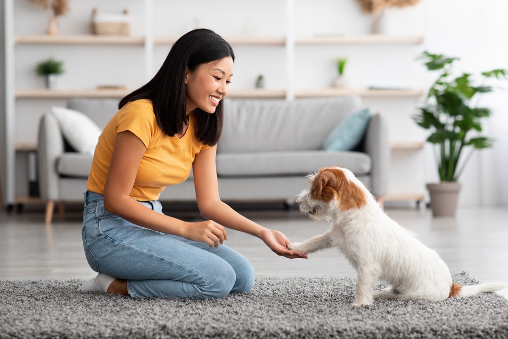 Quick, Easy Pet Certificates UK with Vet Home Certs