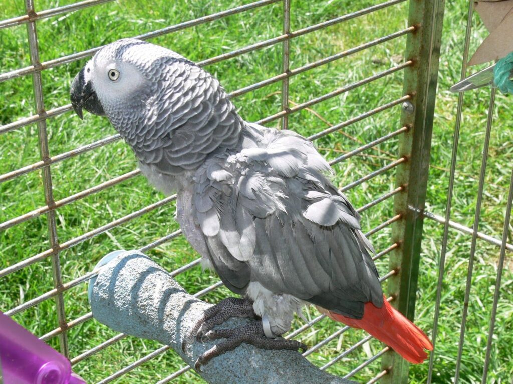 Cockatoo Parrots – Top Quality Birds Amazing Birds Farm