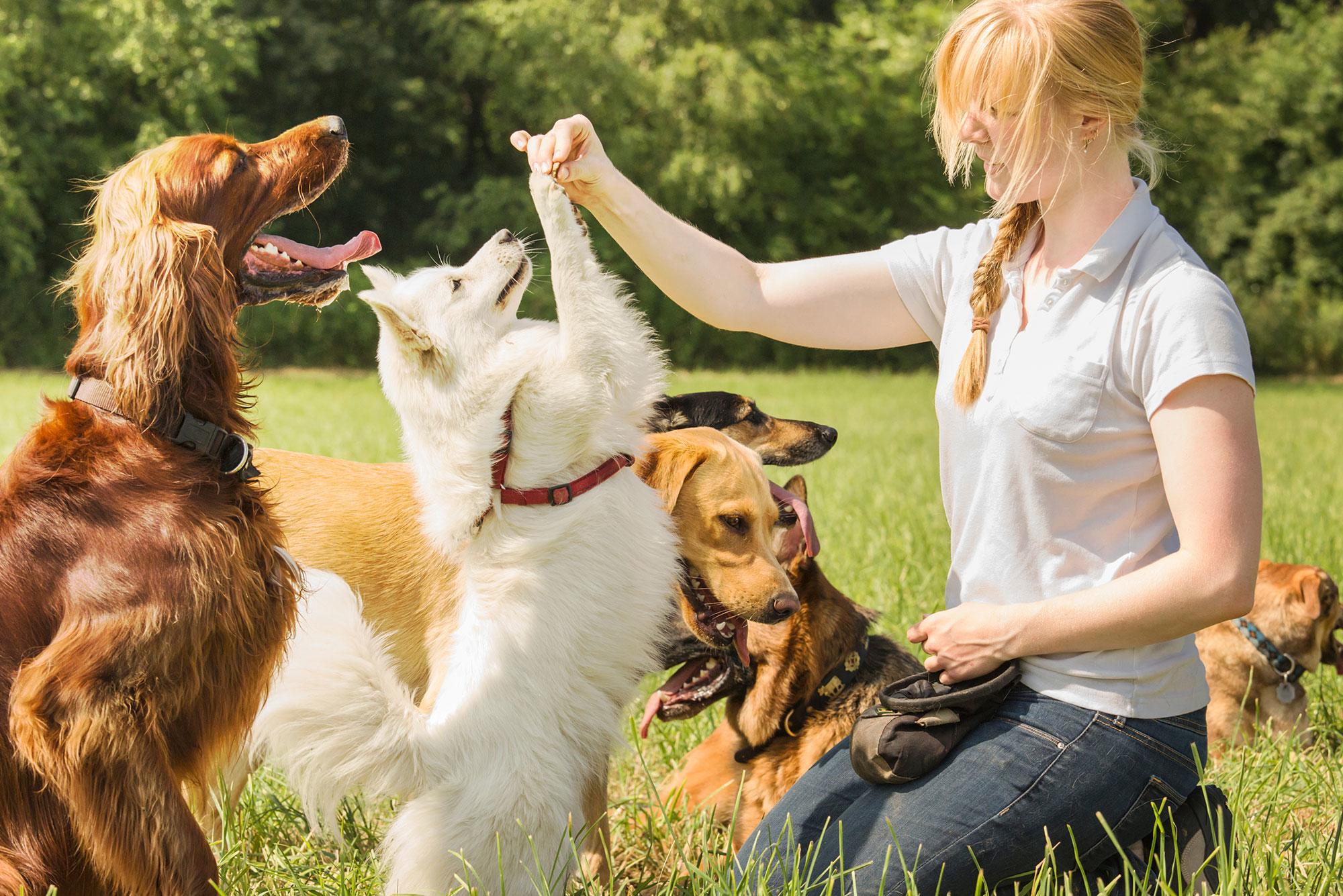 Dog Park Training Preparation Phoenix Tips