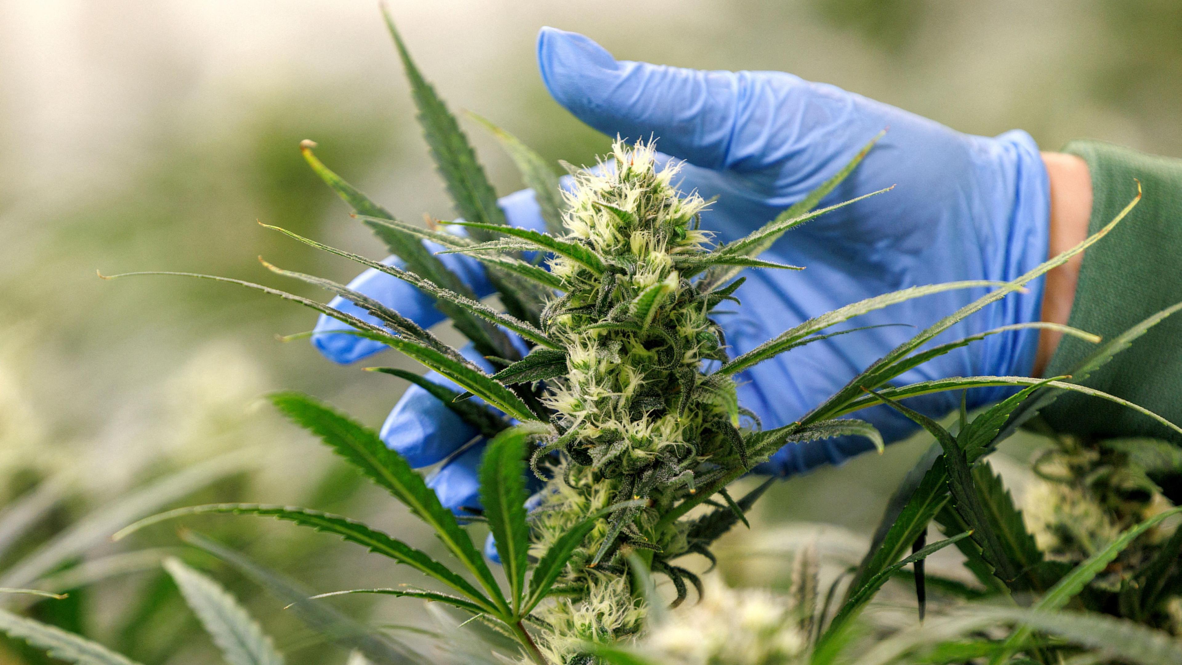Cannabis club hamburg – Sicher &amp; gesetzeskonform