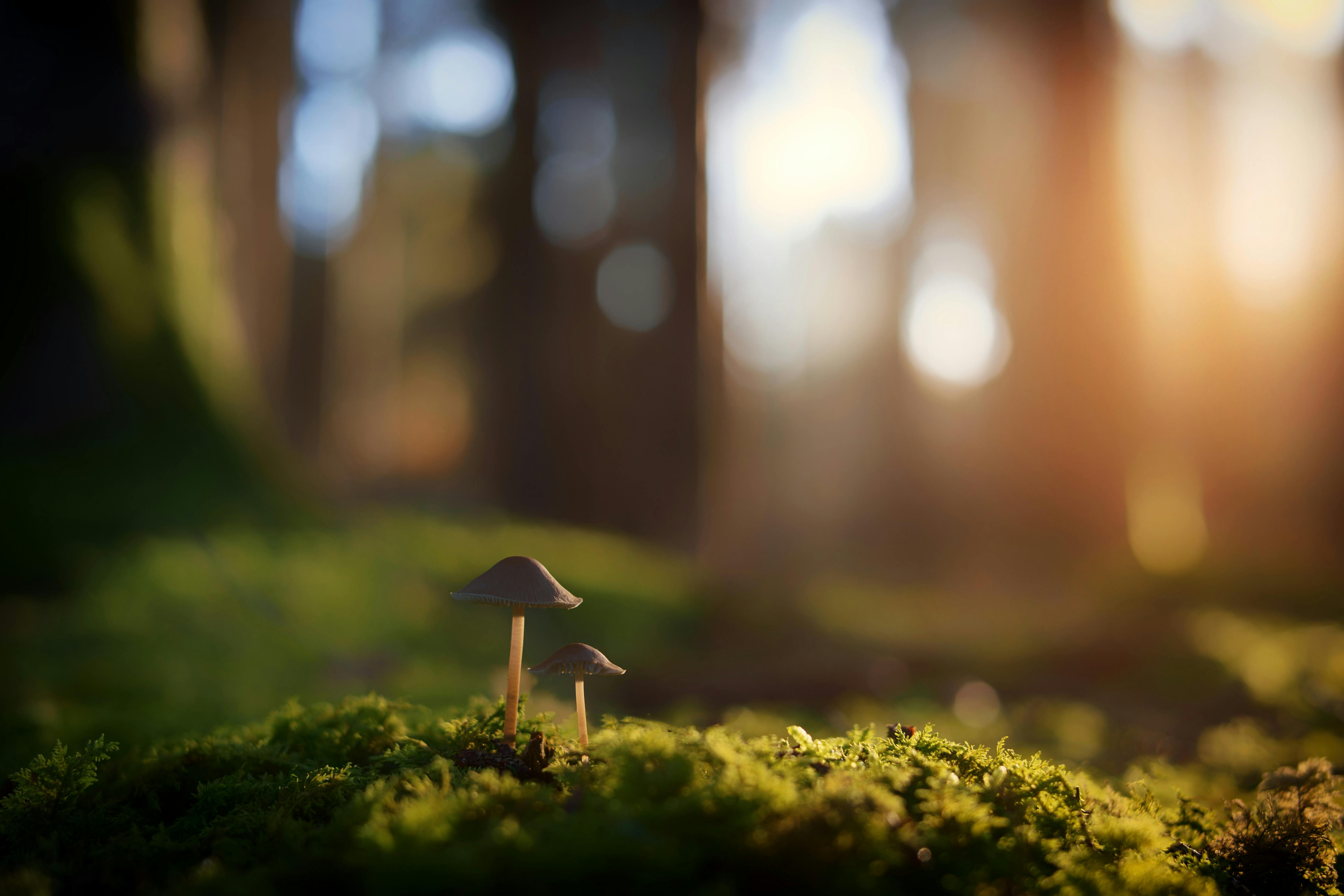THE SCIENCE OF MUSHROOMS: UNDERSTANDING FUNCTIONAL AND CULINARY VARIETIES