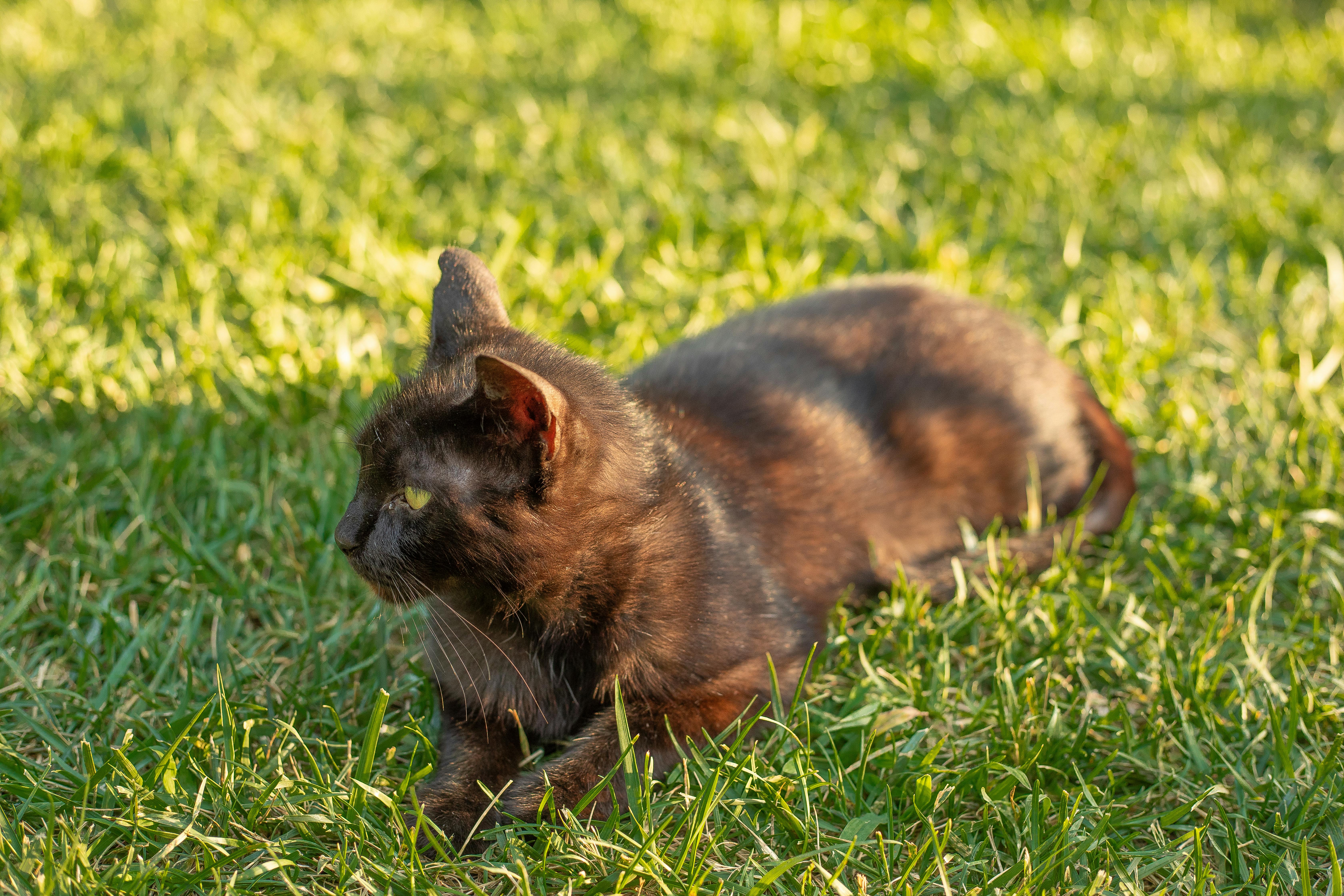 Maine Coon Kittens for Sale – Discover Exceptional Quality at Amore Cattery