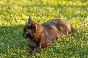 pexels-recepcelikphoto-27038221