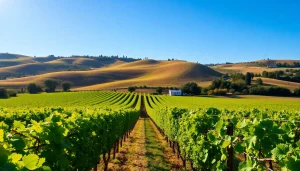Enjoy scenic vineyards in Clarksburg CA, showcasing lush grapevines under bright sunlight.